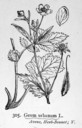 Geum_urbanum