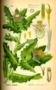 Cnicus_benedictus_bd4_tafel_132